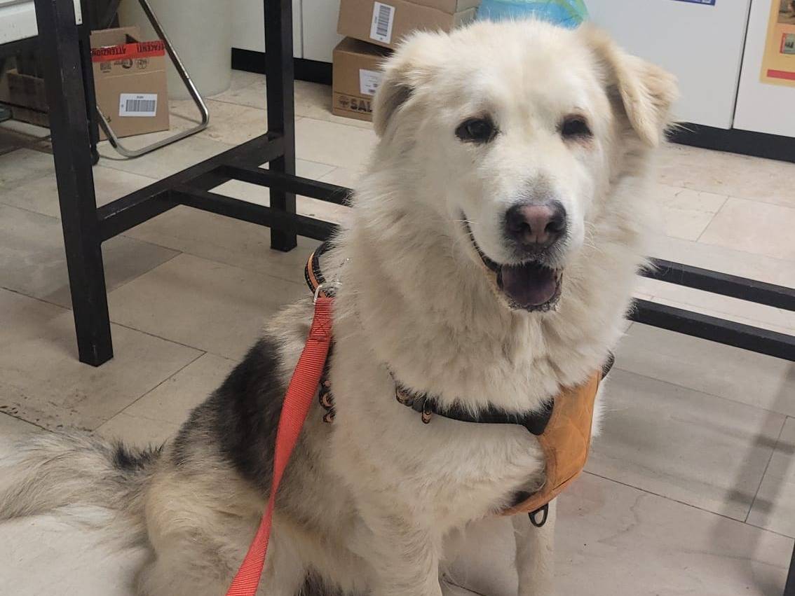 Vuoi adottare un cane a Milano?