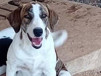 Adotta un cane, femmina, 1 anno e 1 mese, Sud