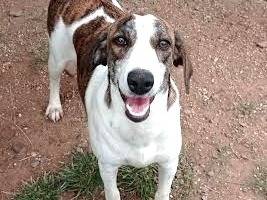 Adotta un cane, taglia media contenuta, femmina, Sud