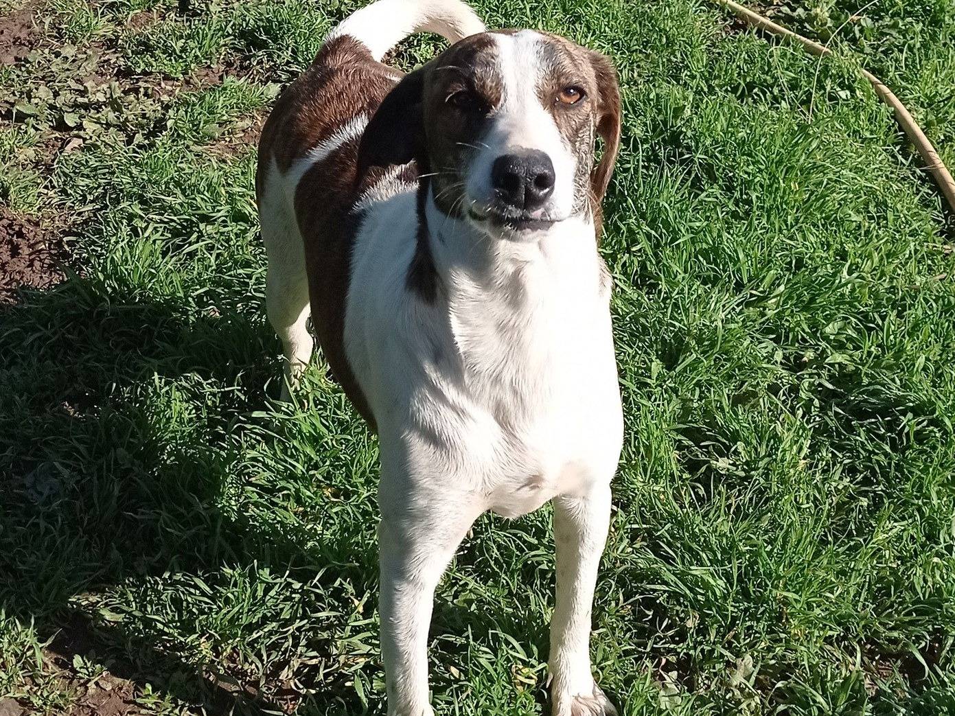 Vuoi adottare un cane a Sud?