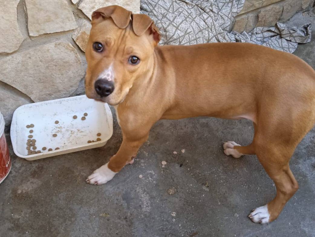 Adotta un cane, femmina, 1 anno e 3 mesi, Caserta