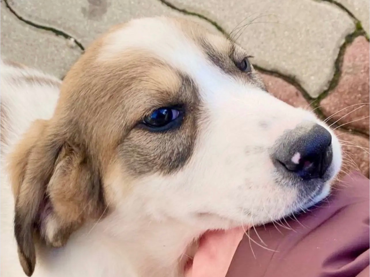 Adozione cane, femmina, Razza sconosciuta Razza sconosciuta, 5 mesi, taglia media contenuta, Cosenza