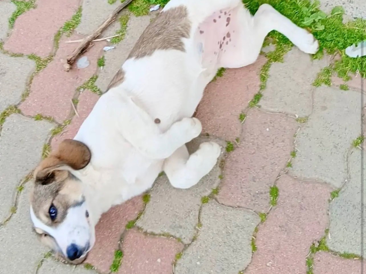 Adotta un cane, femmina, 5 mesi, Cosenza