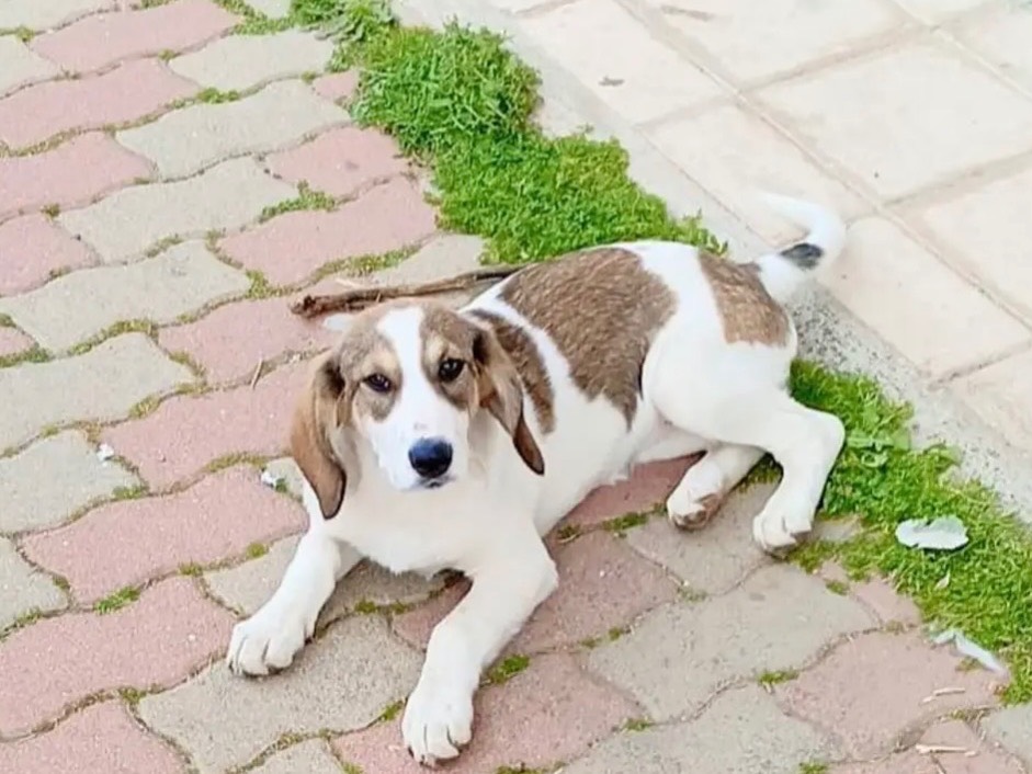 Adotta un cane, taglia media contenuta, femmina, Cosenza
