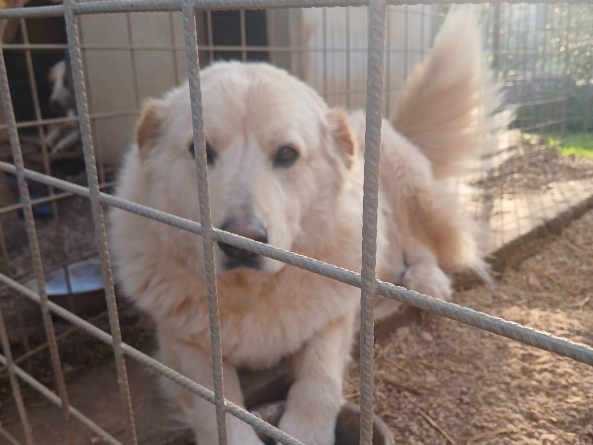 Adotta un cane, maschio, 1 anno e 5 mesi , Bari