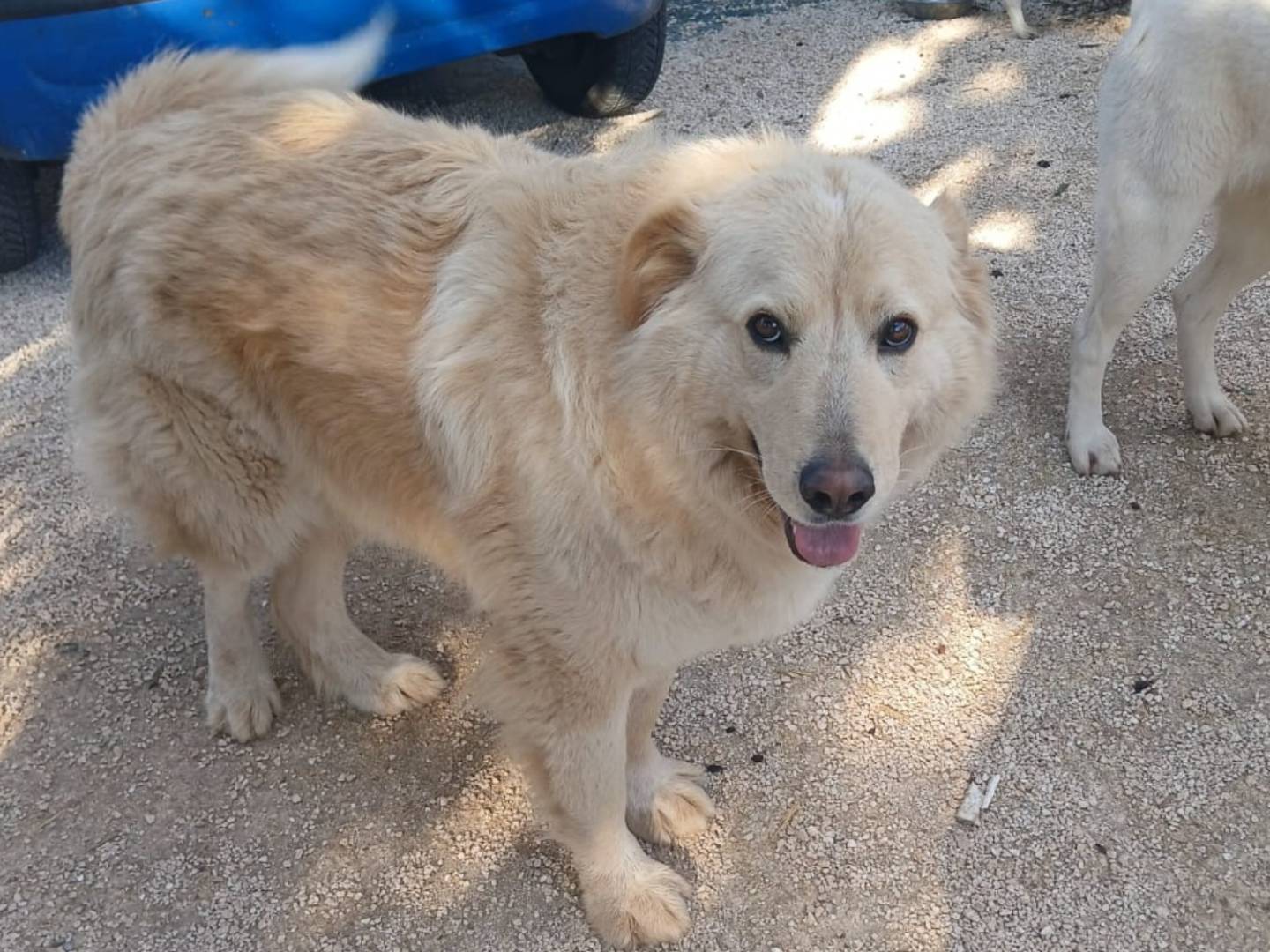 Adotta un cane, taglia gigante, maschio, Bari