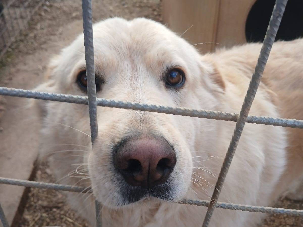 Vuoi adottare un cane a Bari?