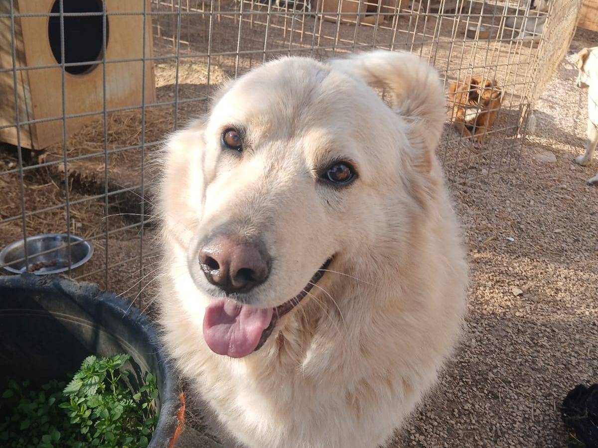 Adotta il cane Habibi a Bari