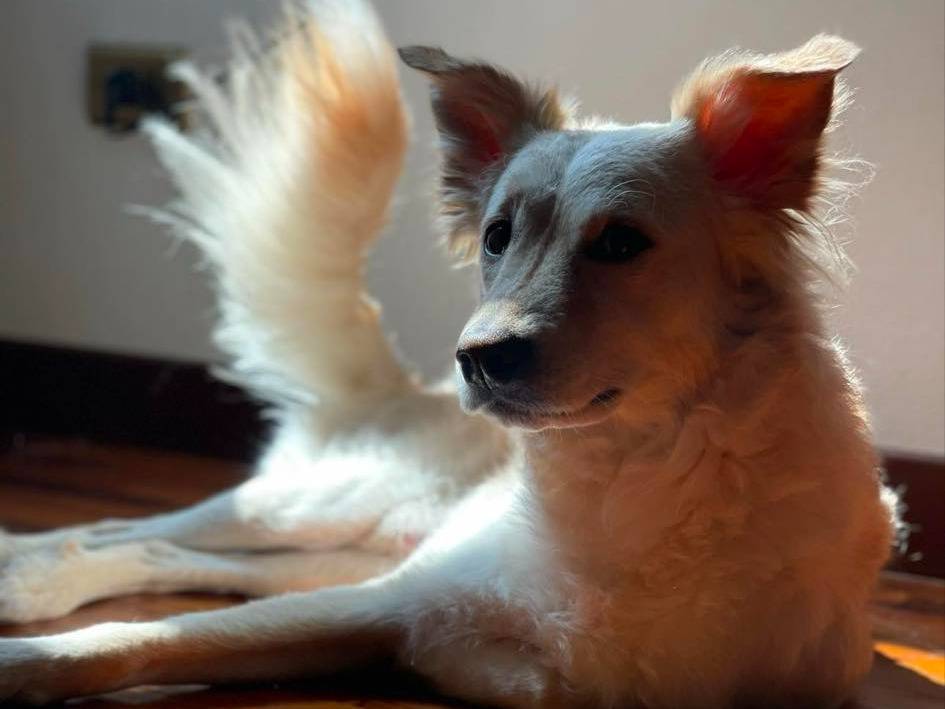 Adotta un cane, taglia media contenuta, maschio, Parma