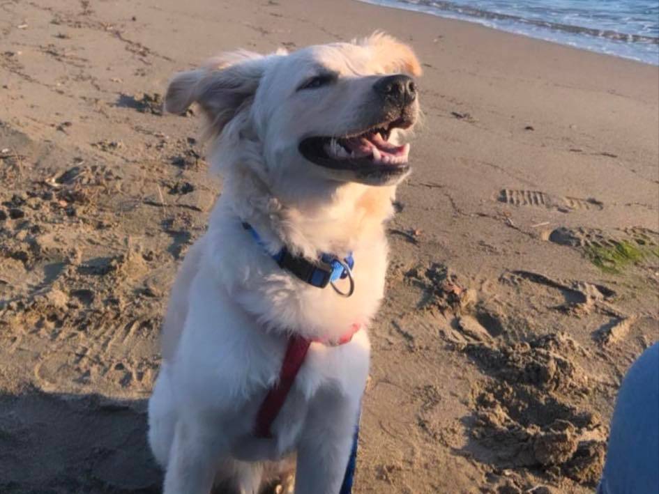 Vuoi adottare un cane a Parma?