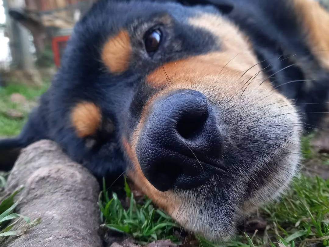 Foto dell'animale