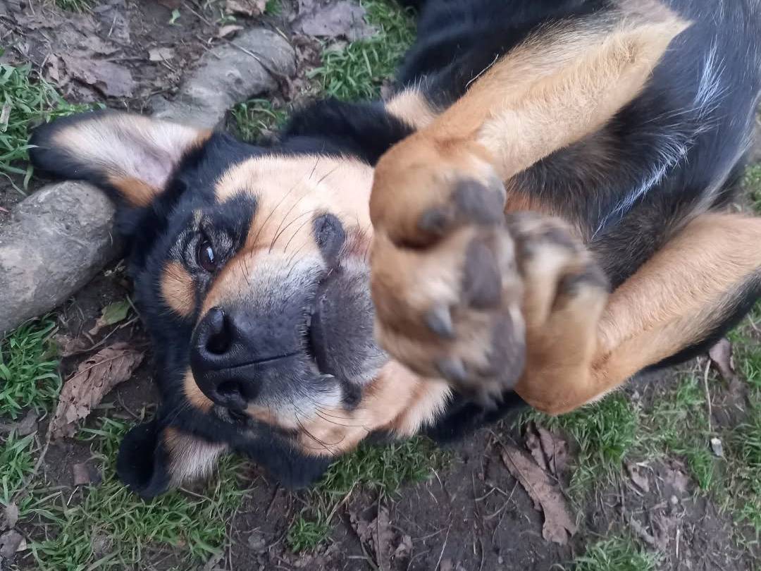 Adotta un cane, femmina, 4 anni  e 6 mesi , Milano