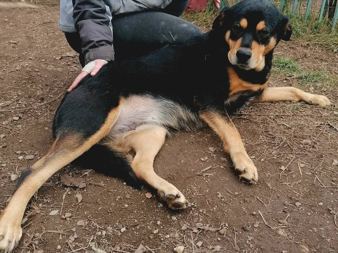 Adotta un cane, taglia grande, femmina, Milano
