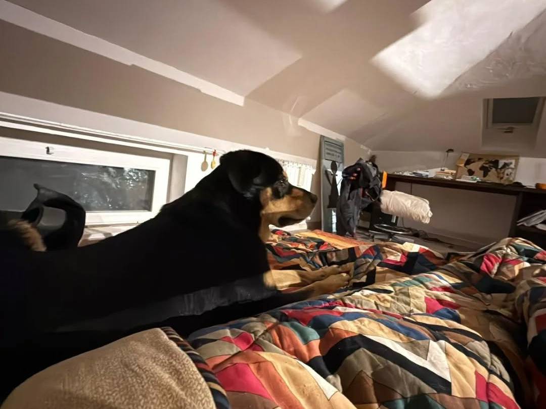 Vuoi adottare un cane a Milano?
