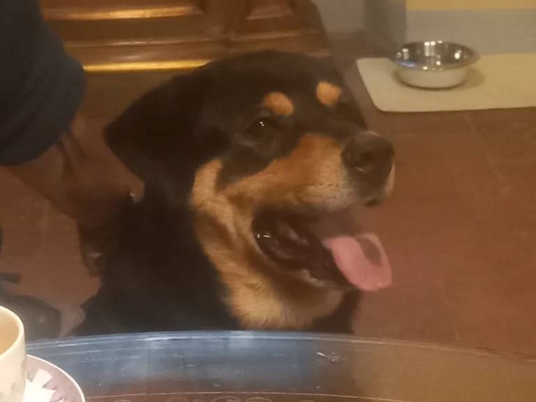 Adotta il cane Luna a Milano
