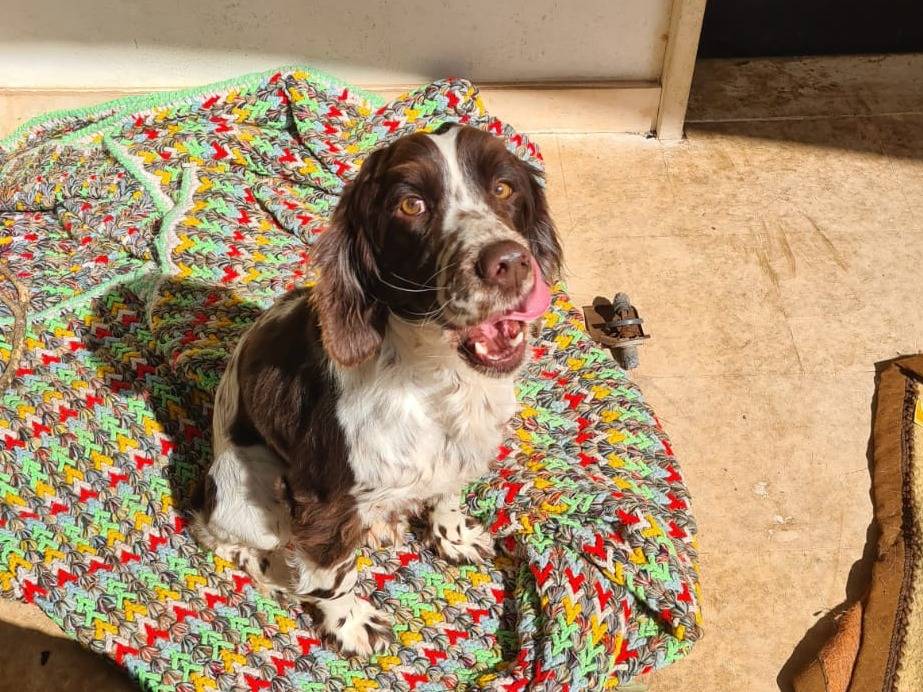Adotta un cane, maschio, 3 anni  e 7 mesi , Bari