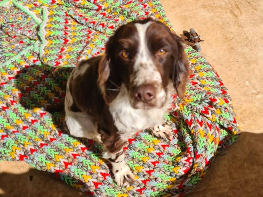 Adotta il cane Sirio a Bari