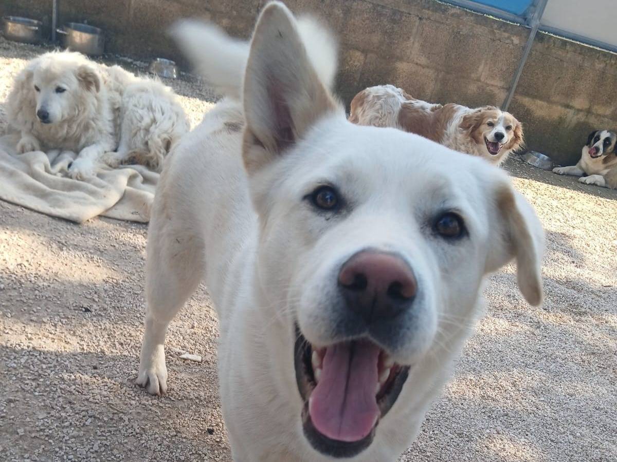 Adotta un cane, maschio, 1 anno e 9 mesi , Bari