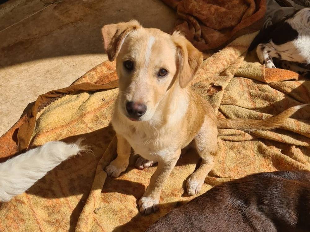 Adozione cane, maschio, Razza sconosciuta Razza sconosciuta, 1 anno e 2 mesi, taglia media contenuta, Bari