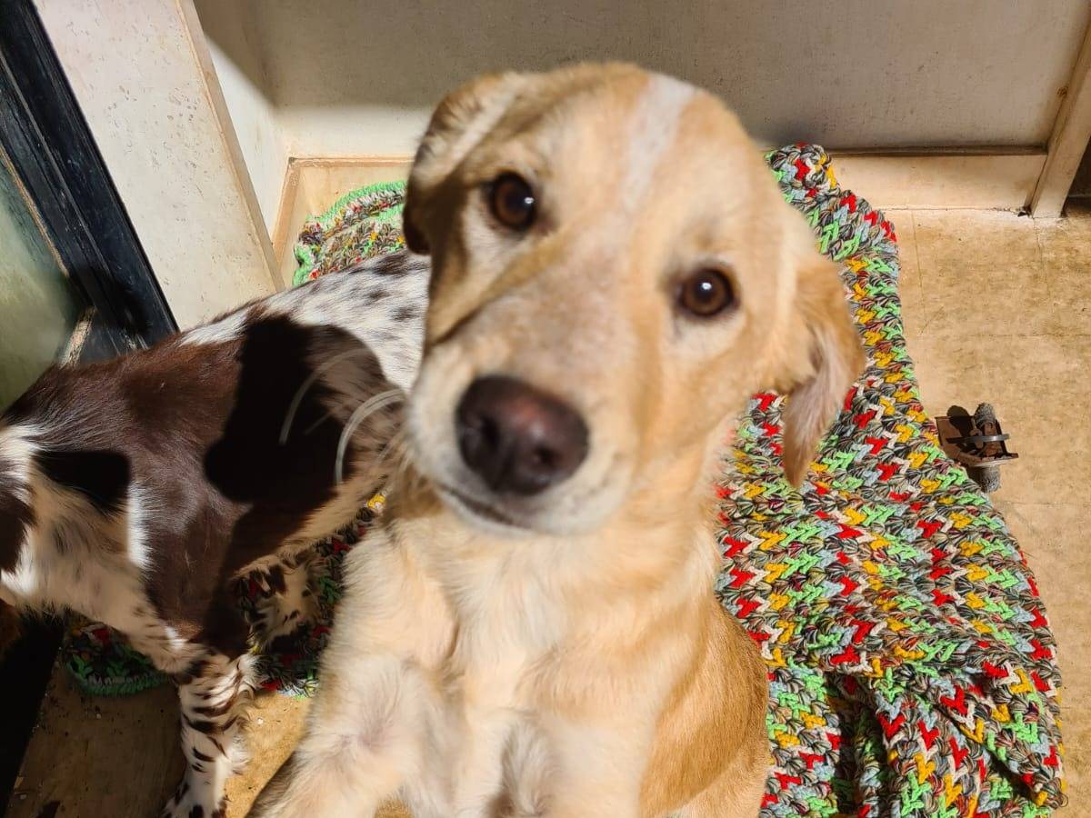 Adotta un cane, maschio, 1 anno e 2 mesi, Bari