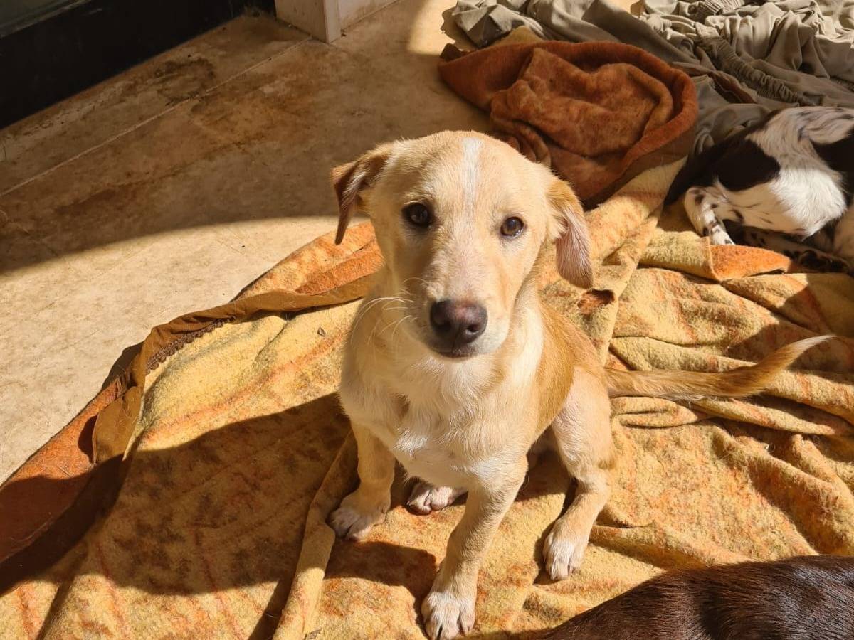 Adotta un cane, taglia media contenuta, maschio, Bari