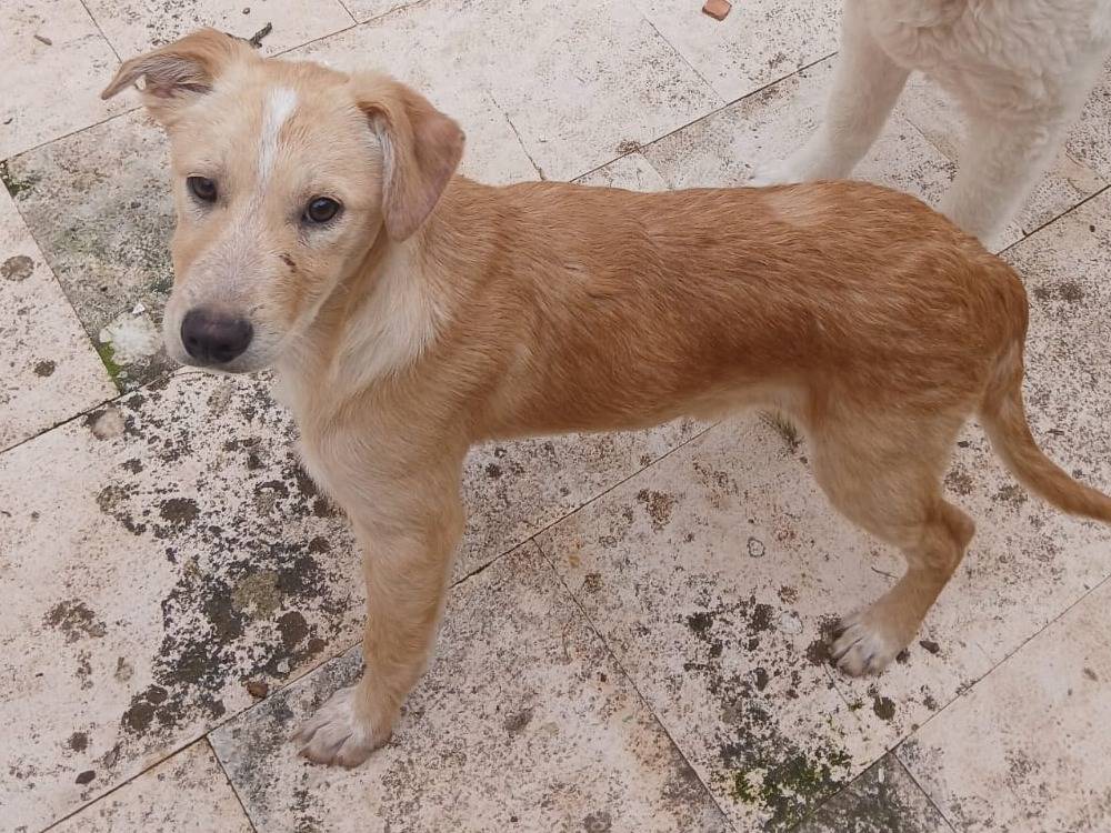 Vuoi adottare un cane a Bari?