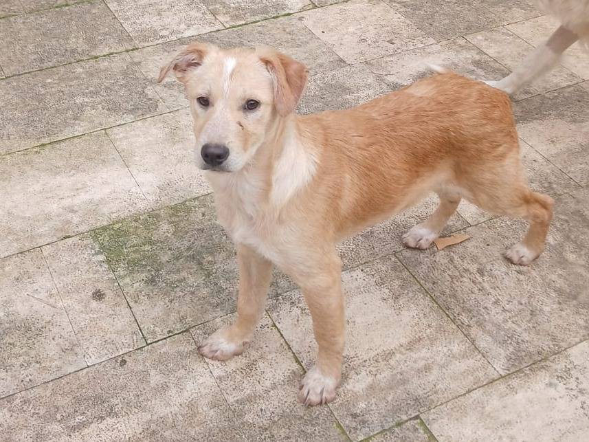 Adotta il cane Rolly a Bari