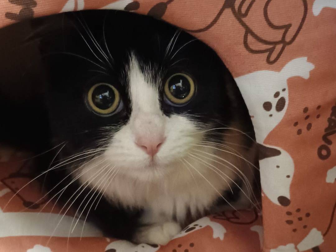 Adozione gatto, femmina, Razza sconosciuta Razza sconosciuta, 2 anni , taglia non valida, Avellino