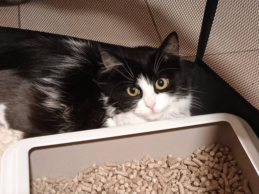 Adotta un gatto, femmina, 2 anni , Avellino
