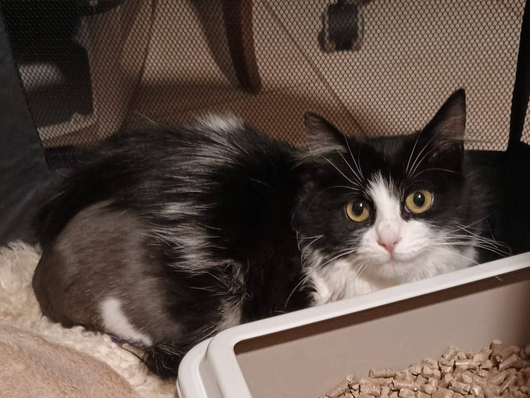 Adotta un gatto, taglia non valida, femmina, Avellino