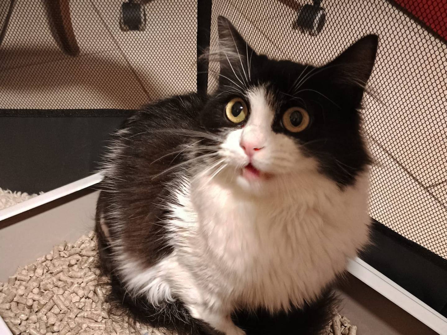 Vuoi adottare un gatto a Avellino?