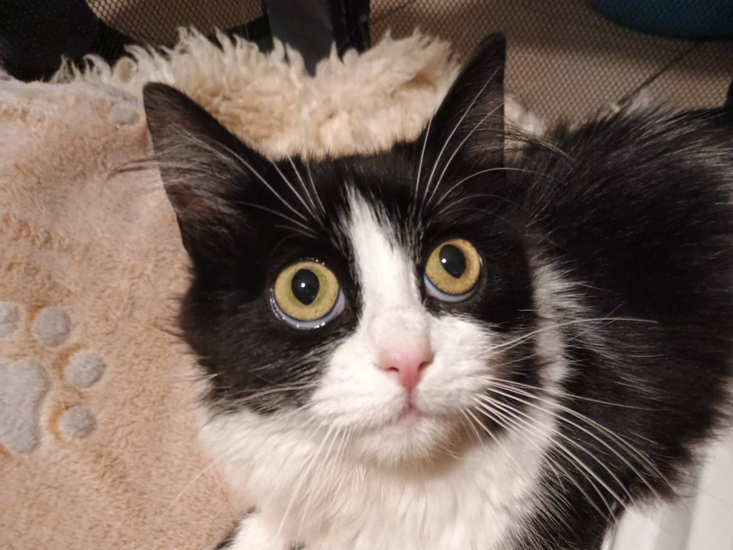 Adotta il gatto Dyana a Avellino