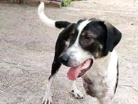 Adozione cane, maschio, Alano Razza sconosciuta, 1 anno e 1 mese, taglia gigante, Avellino