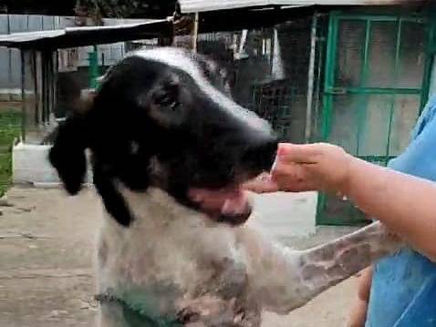 Adotta un cane, maschio, 1 anno e 4 mesi , Avellino