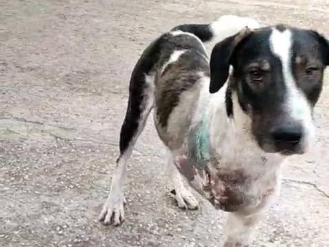 Adotta un cane, taglia gigante, maschio, Avellino
