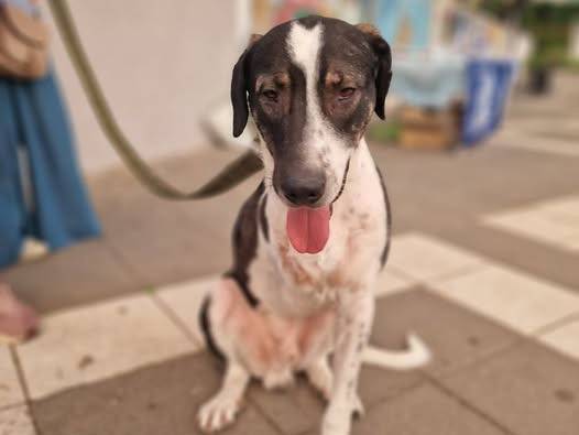 Adotta il cane Sansone a Avellino