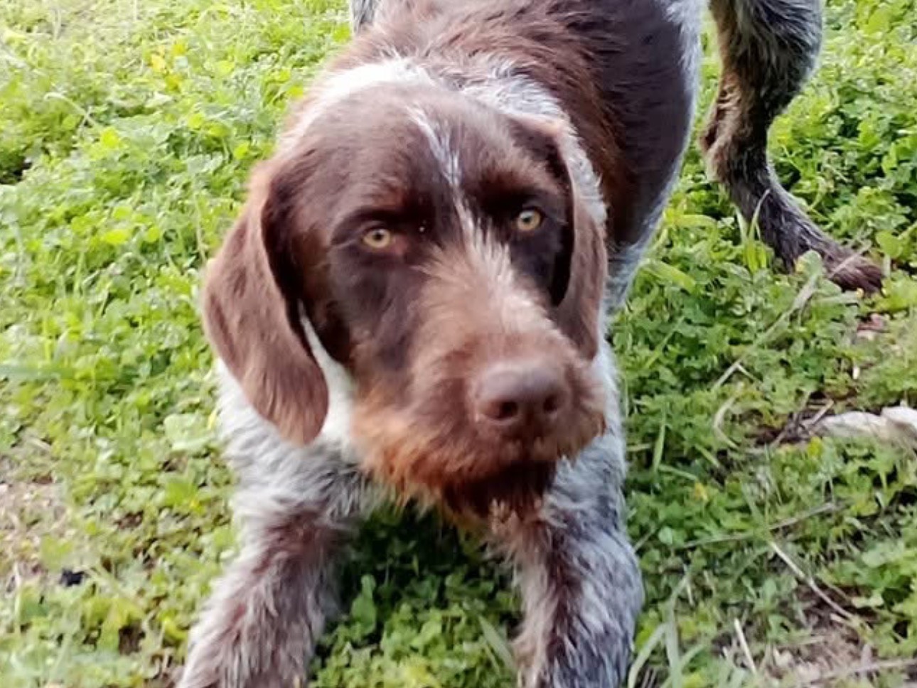 Adotta un cane, maschio, 1 anno e 3 mesi , Siracusa