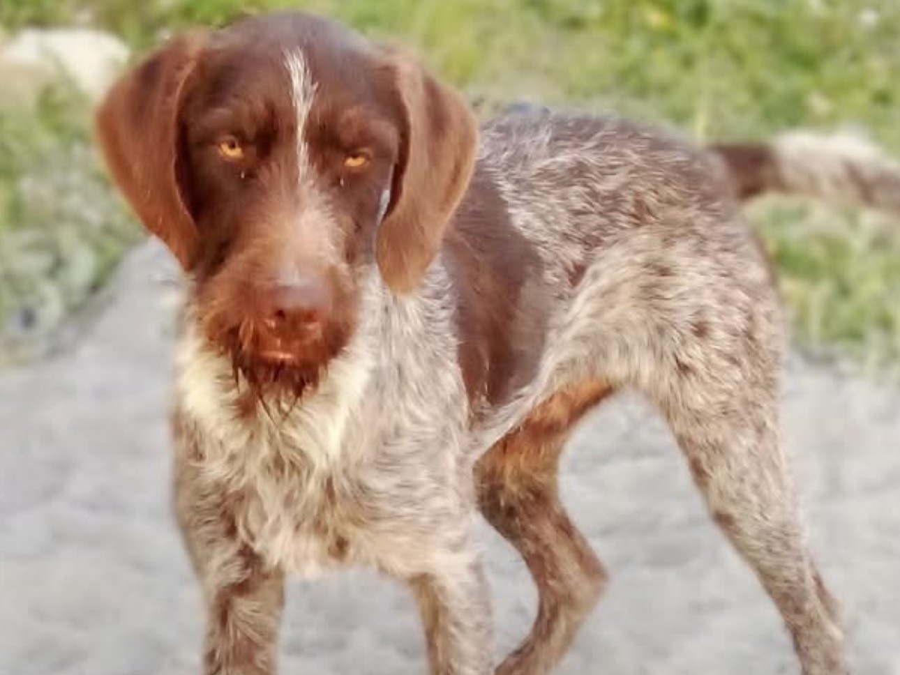 Adotta un cane, taglia media, maschio, Siracusa