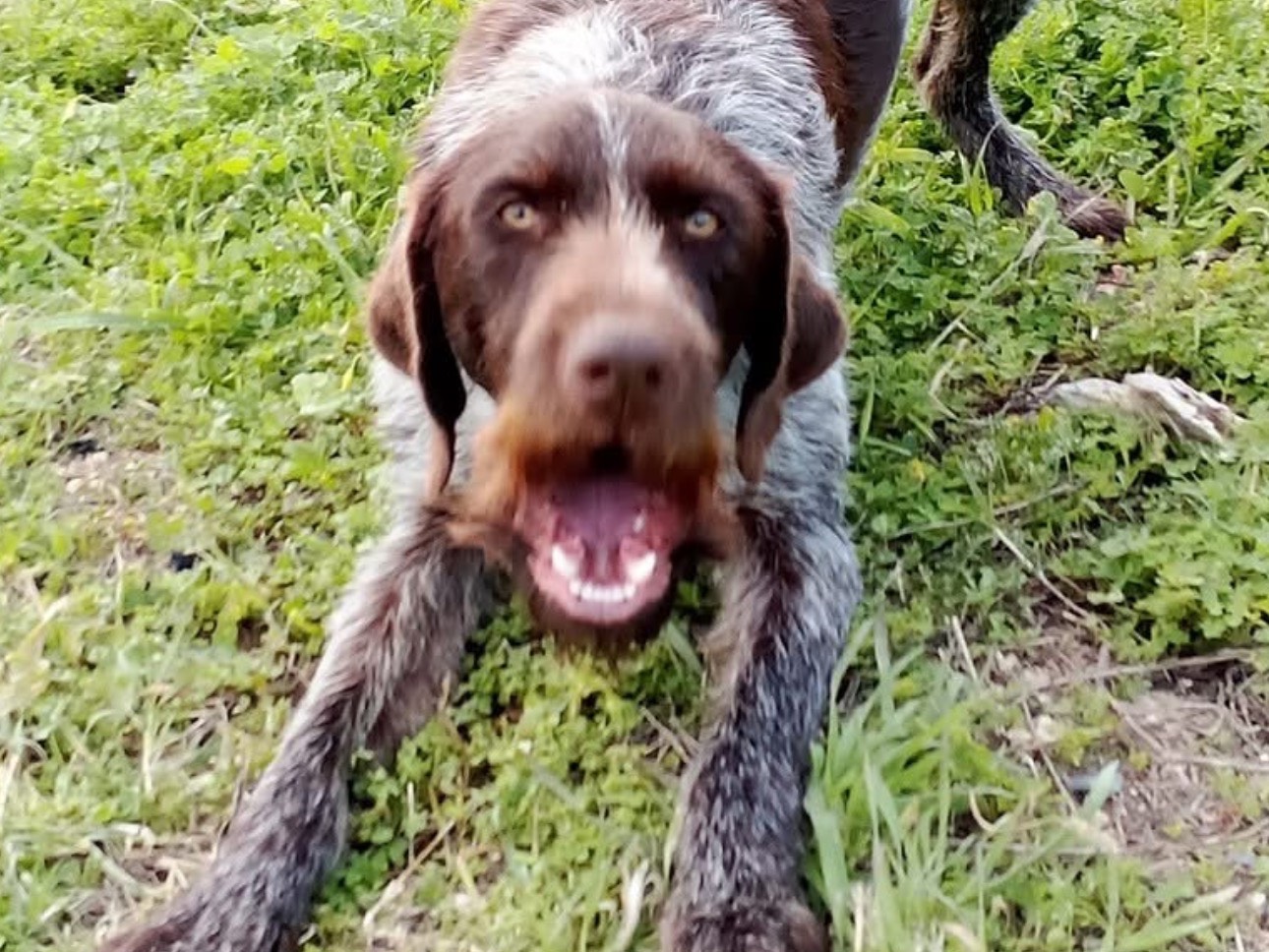 Vuoi adottare un cane a Siracusa?