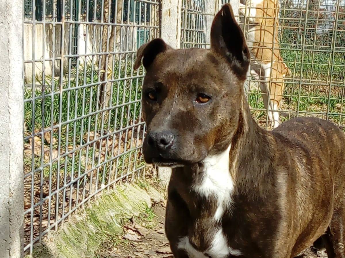 Adotta un cane, femmina, 7 anni  e 3 mesi , Avellino