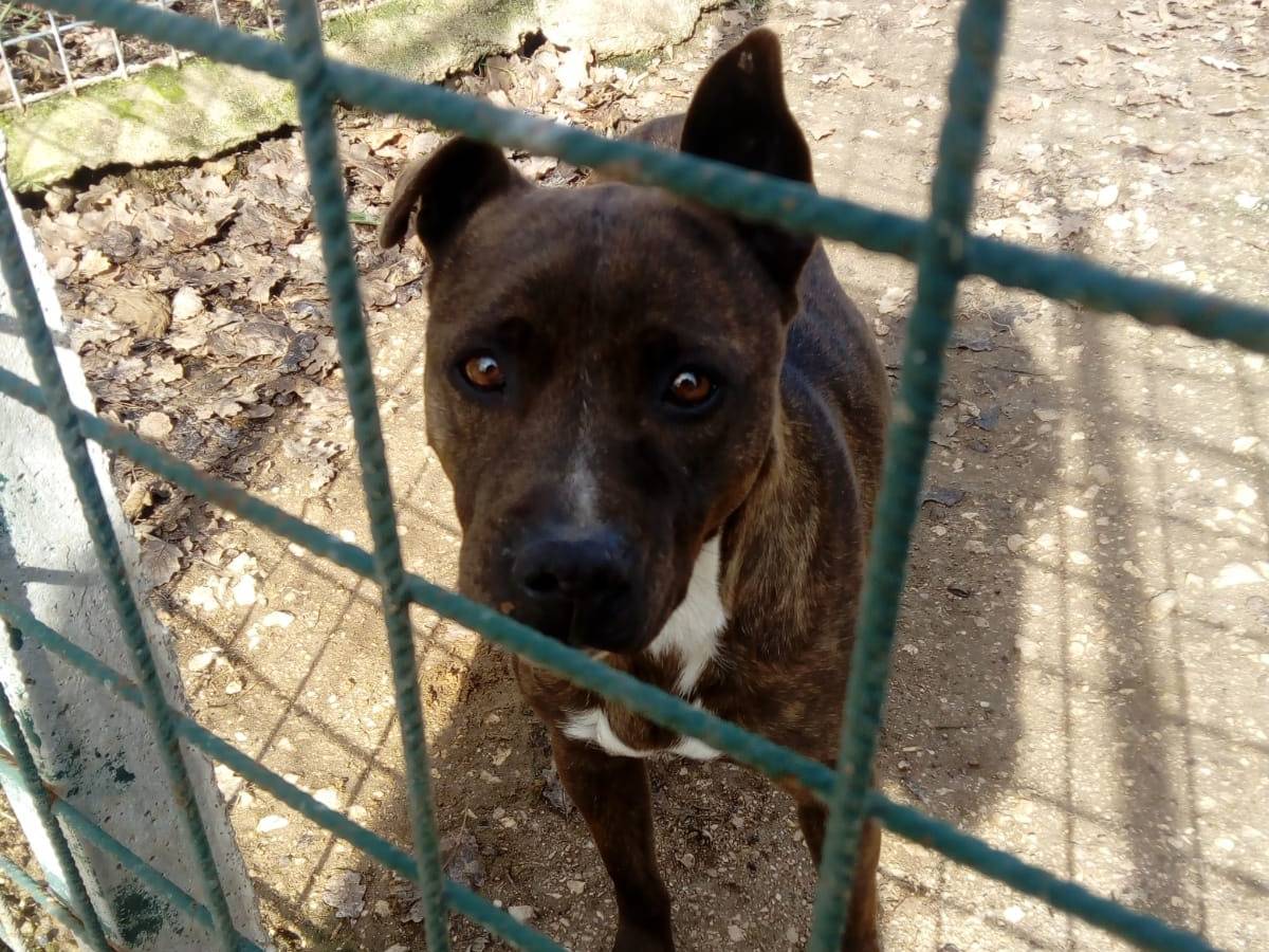 Adotta un cane, taglia media contenuta, femmina, Avellino