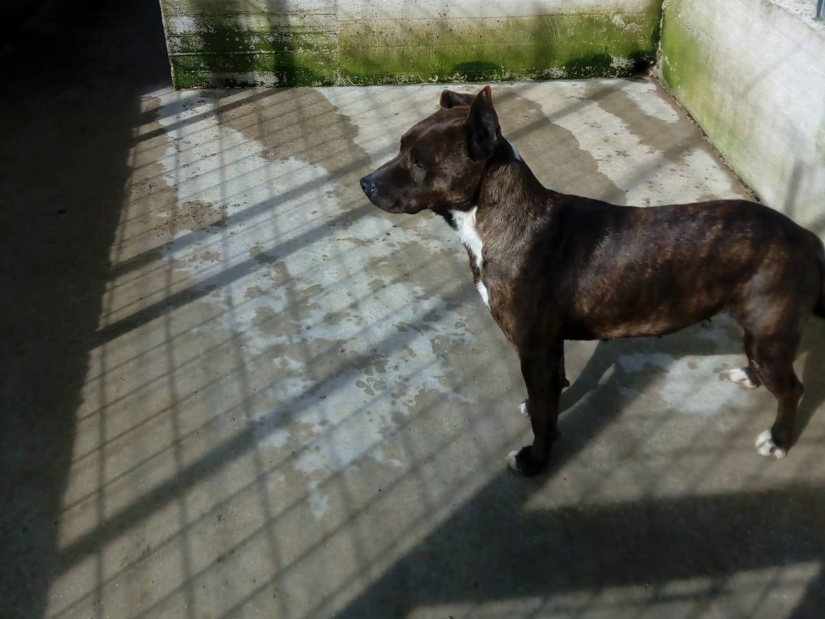 Adotta il cane Orsa a Avellino