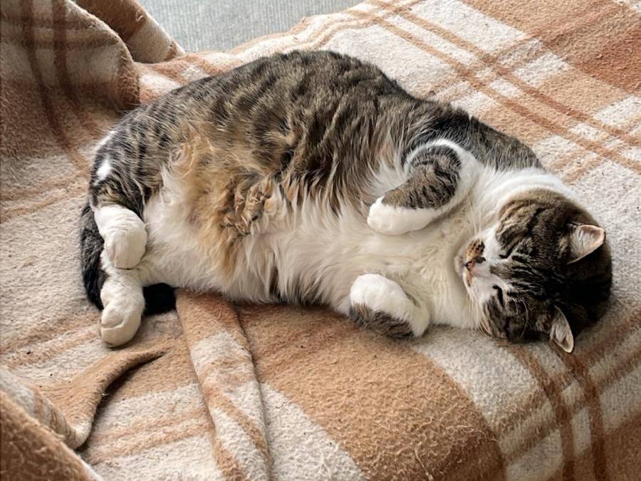 Adotta un gatto, femmina, 4 anni  e 9 mesi , Parma
