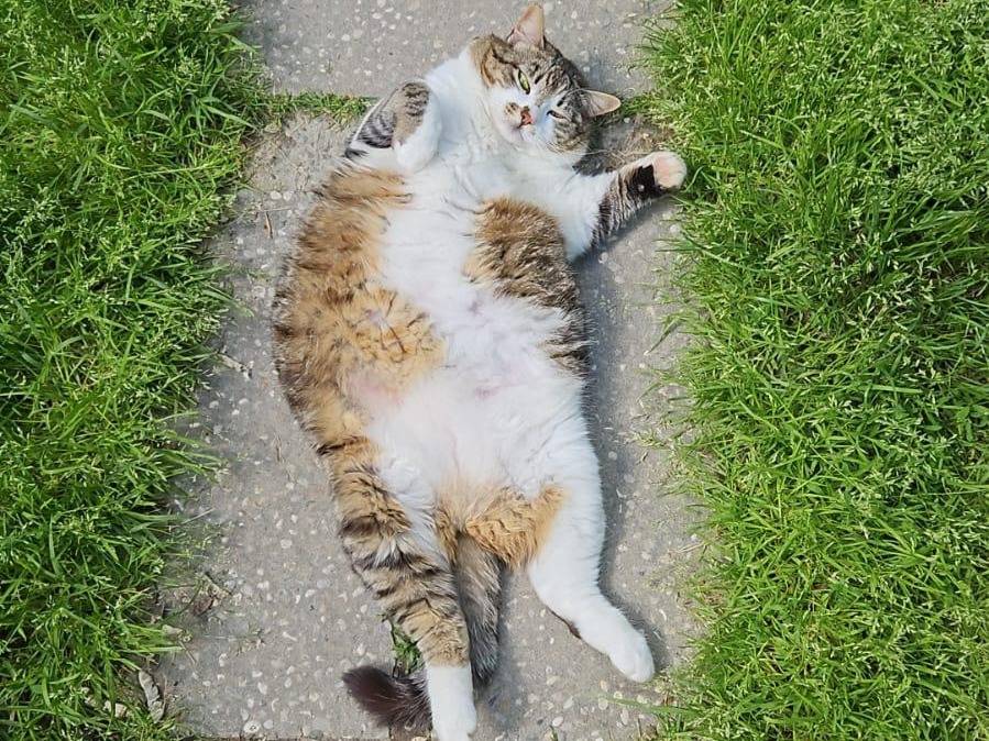 Foto 3 dell'animale