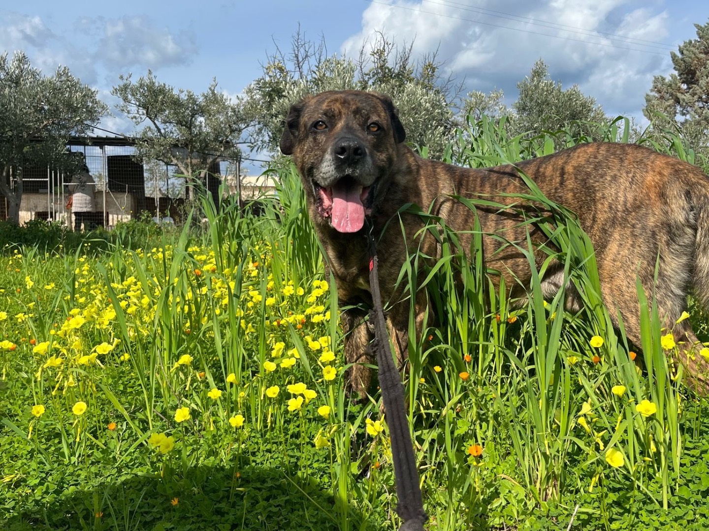 Foto dell'animale