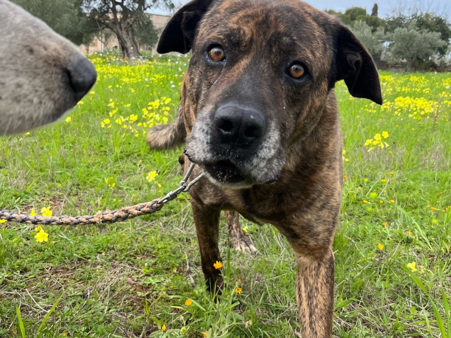 Adotta un cane, maschio, 9 anni  e 8 mesi , Bari