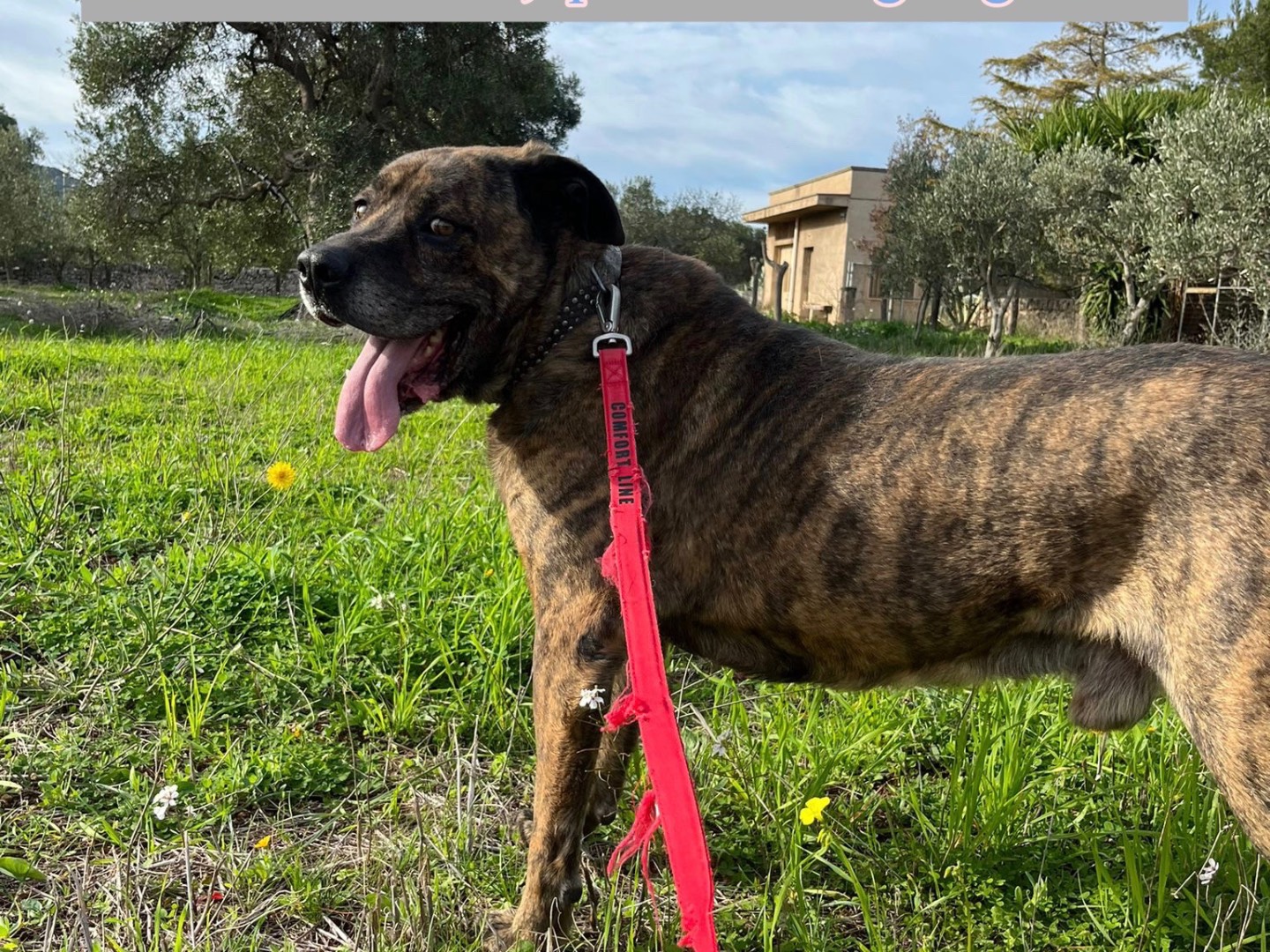 Adotta un cane, taglia gigante, maschio, Bari