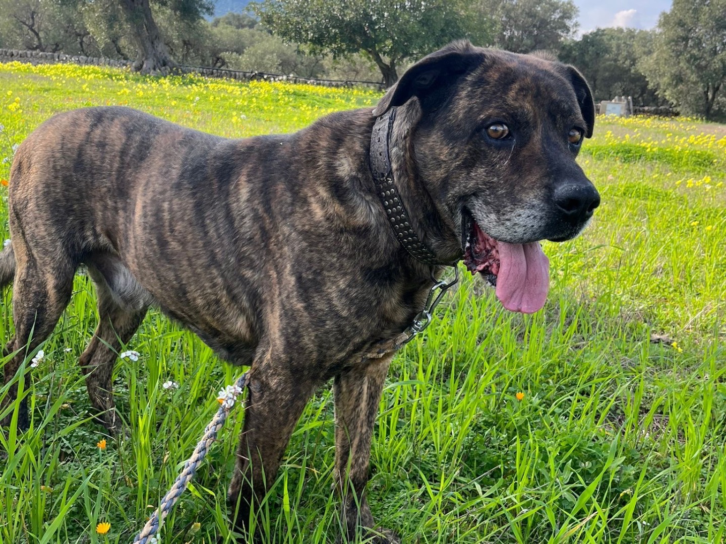 Adotta il cane Ugo a Bari