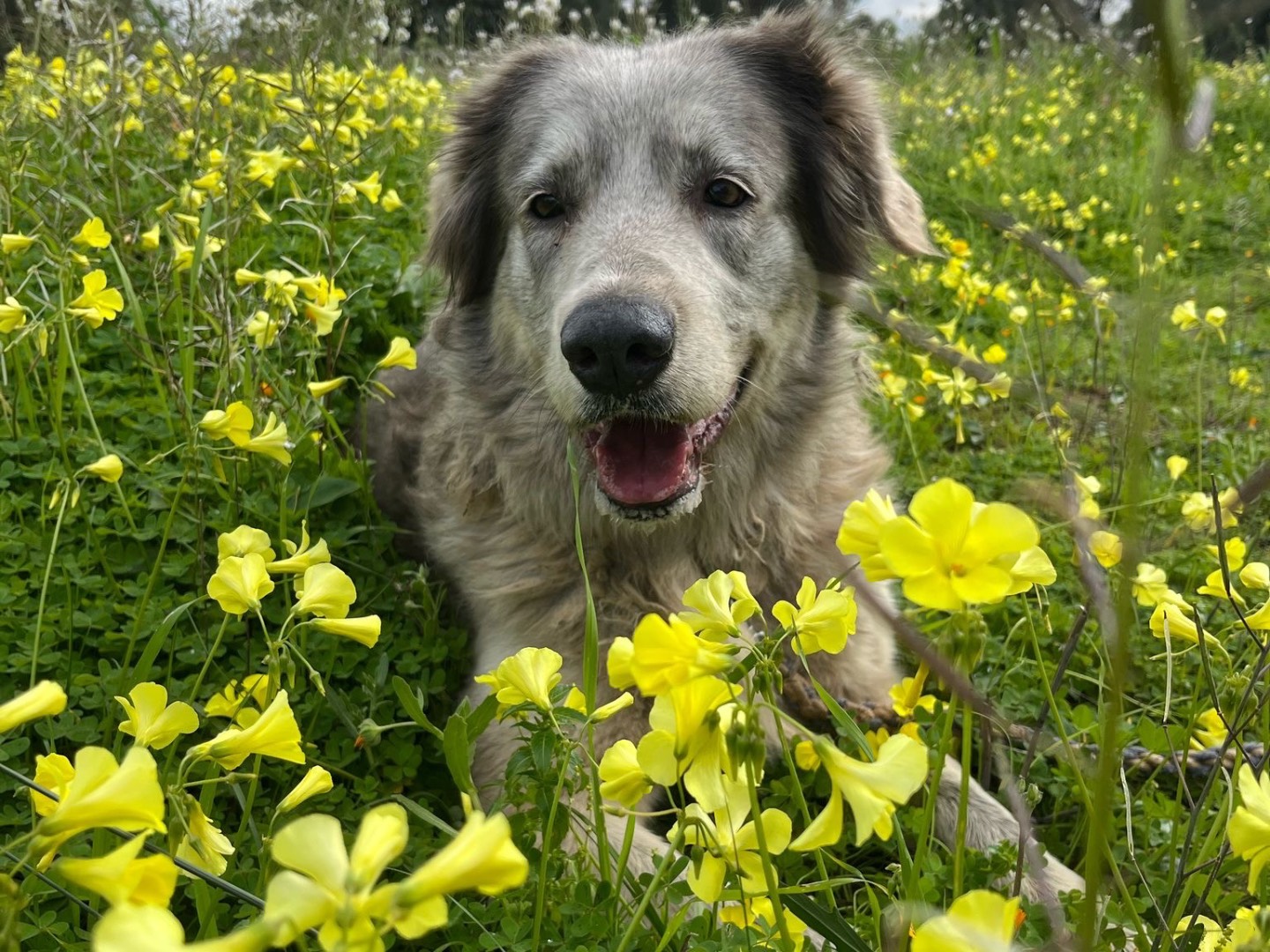 Adozione cane, femmina, Razza sconosciuta Razza sconosciuta, 6 anni  e 8 mesi , taglia grande, Bari