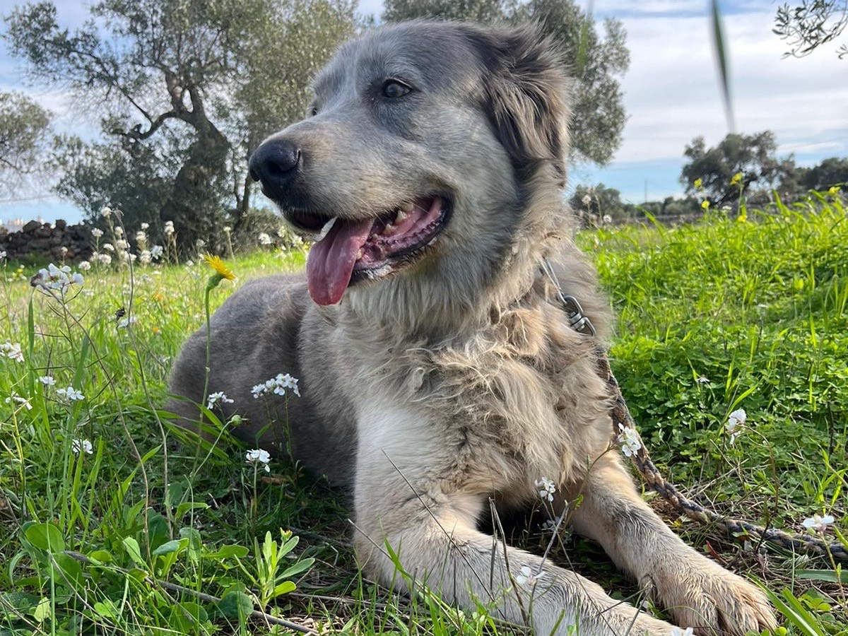 Adotta un cane, femmina, 6 anni  e 8 mesi , Bari